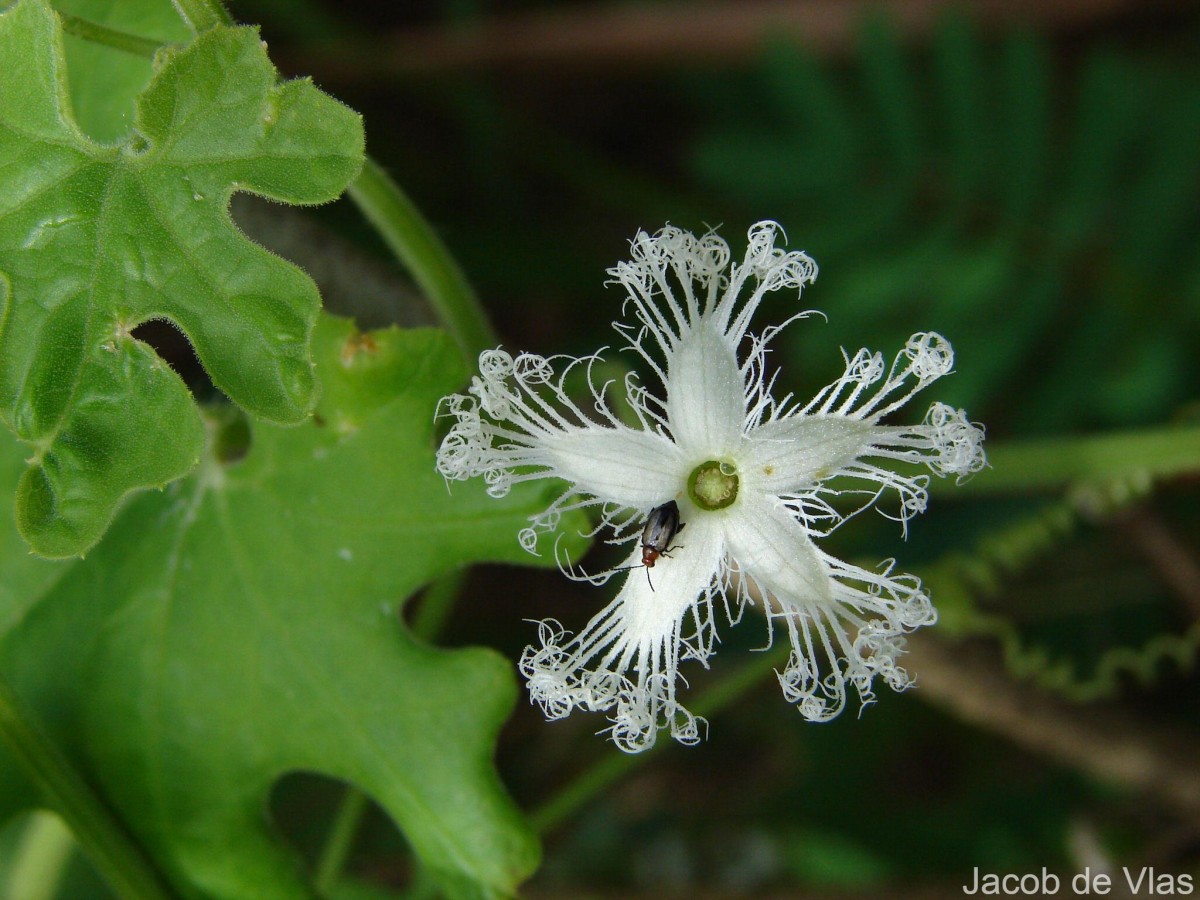 Trichosanthes cucumerina L.